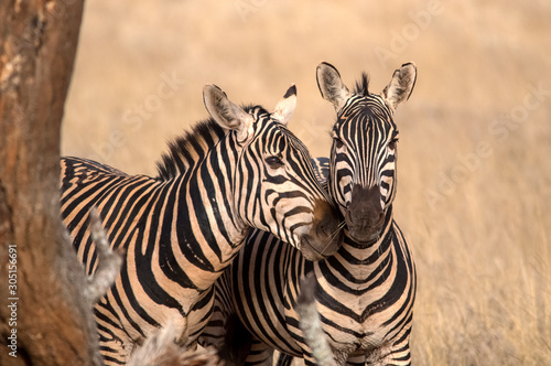 Fototapeta Naklejka Na Ścianę i Meble -  Portrait with two zebras. Tsavo west national park. Kenya. Africa