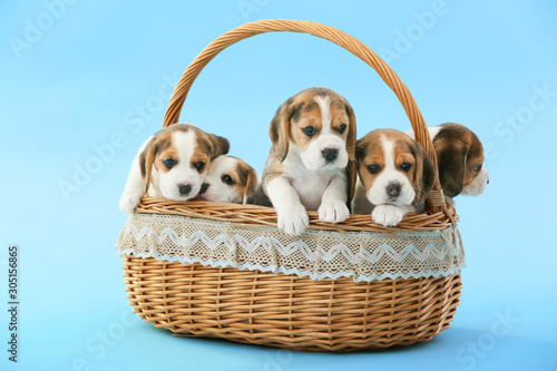 Fotografie, Obraz Cute beagle puppies in basket on color background