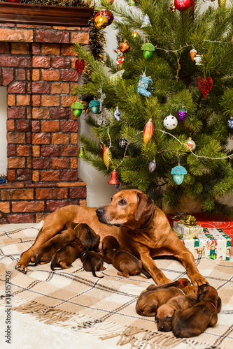 Mother dog and nine newborn puppies in christmas decorations