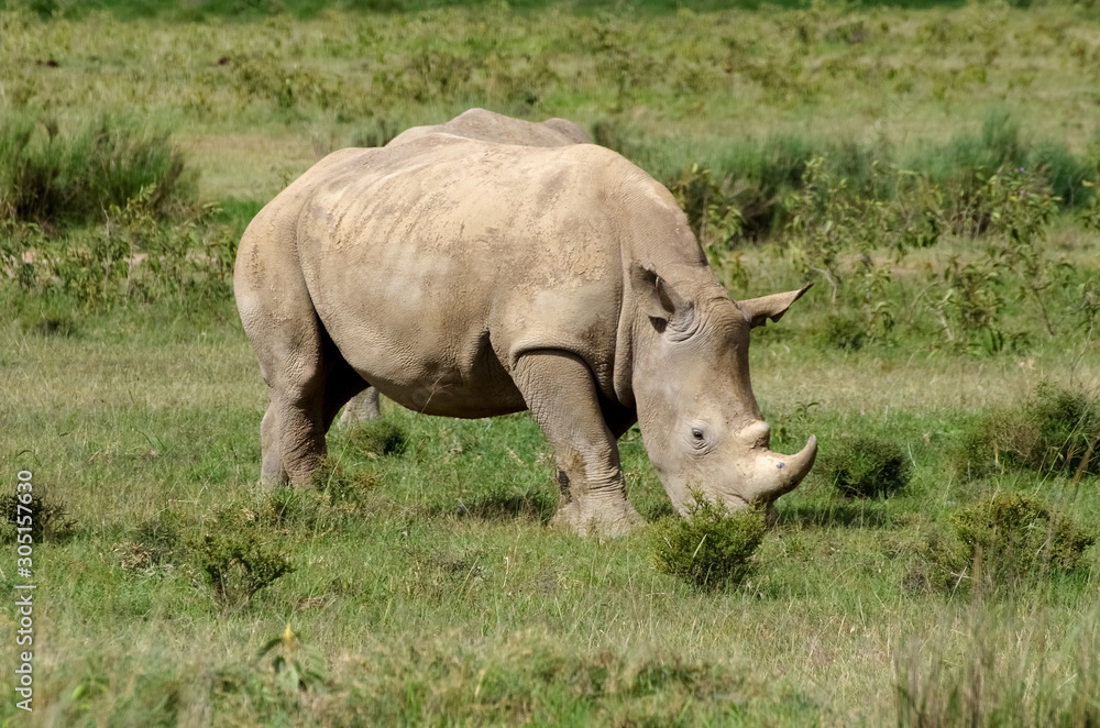 Obraz premium White rhino. Lake Nakuru. Kenya. Africa
