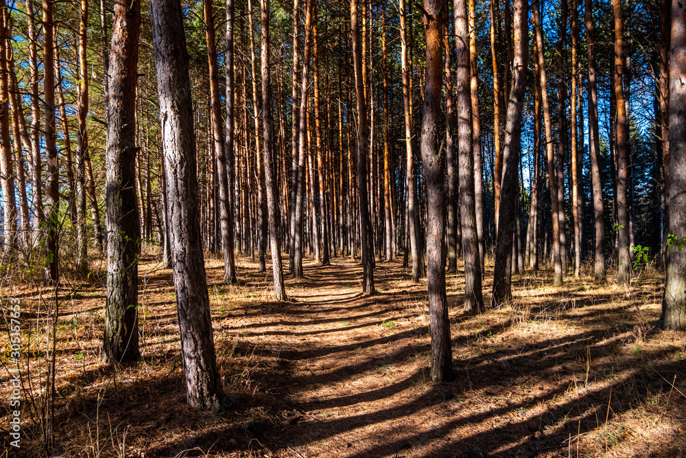 Fototapeta premium Grove