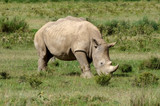 White rhino. Lake Nakuru. Kenya. Africa