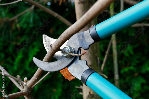 Working with the plants in the garden. Cutting dry tree branches with a pruning shears.