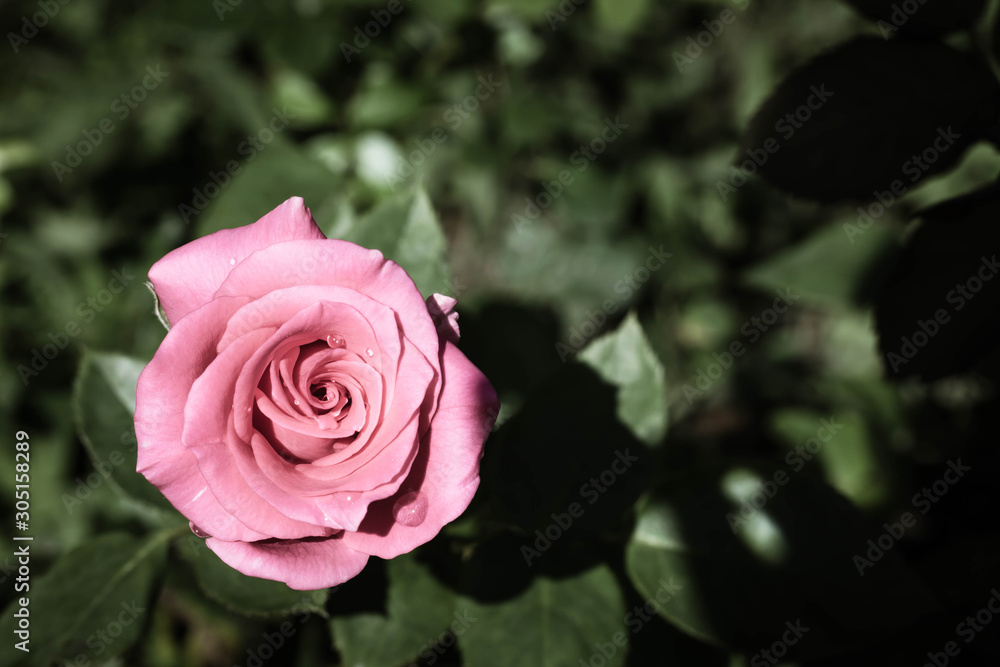 Pink Rose - Single pink rose growing with greenery in the background. Selective focus on the flower rose. Pink Rose - Single pink rose growing with greenery in the background. Selective focus on the flower rose.