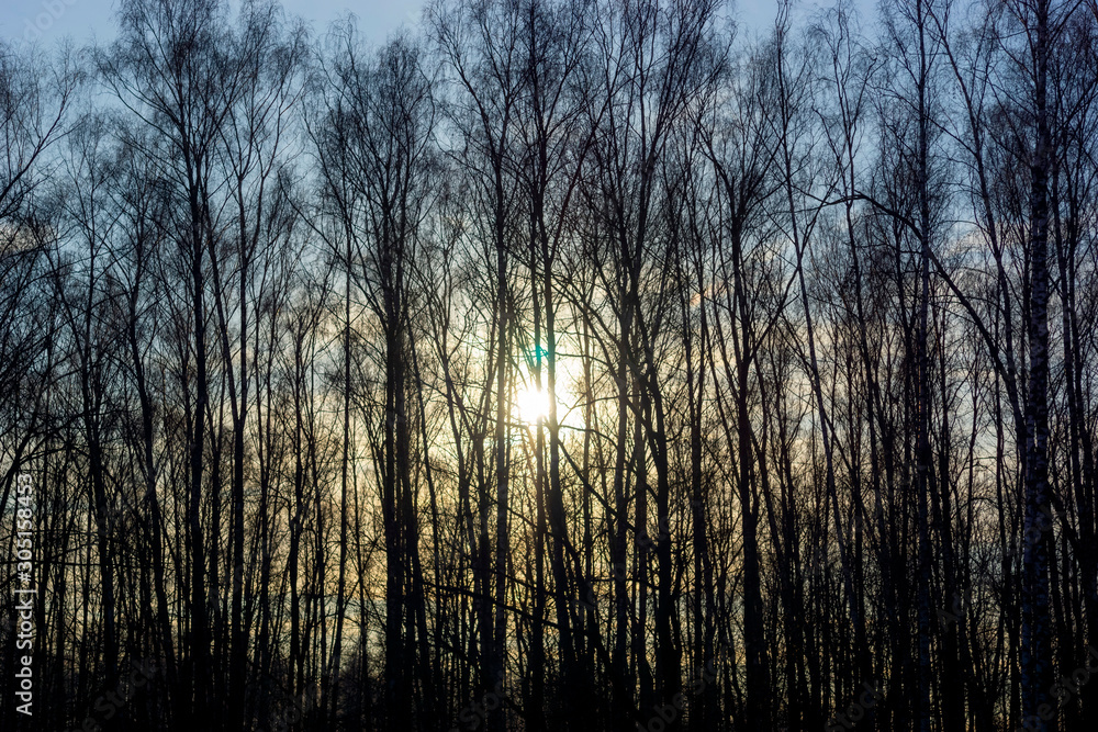 sunlight through the trees on a frosty day sunlight through the trees on a frosty day