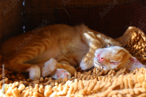 Candid moment of a deep sleeping ginger cat in the golden afternoon light