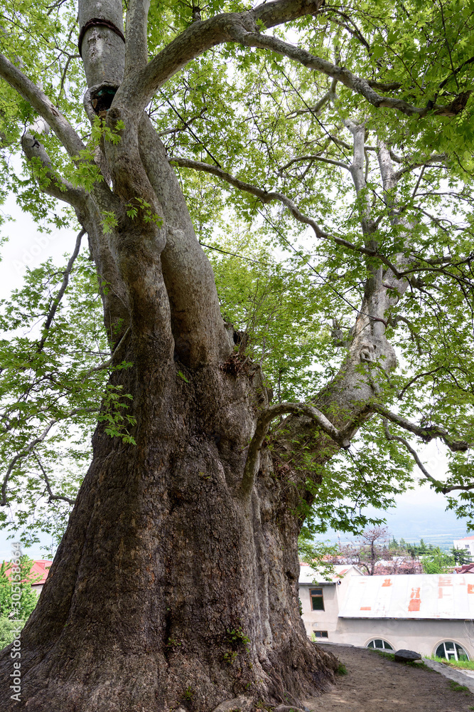 Fototapeta premium 800-year-old sycamore in city Telavi, the oldest tree in Georgia