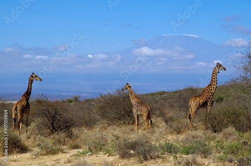 Giraffes on the background of Mount Kilimanjaro. Amboseli national park. Kenya