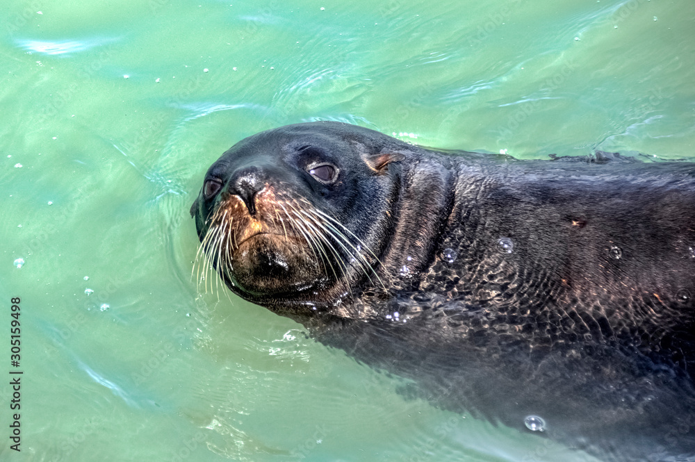 Obraz premium Fur Seal. Kaikoura. New Zealand
