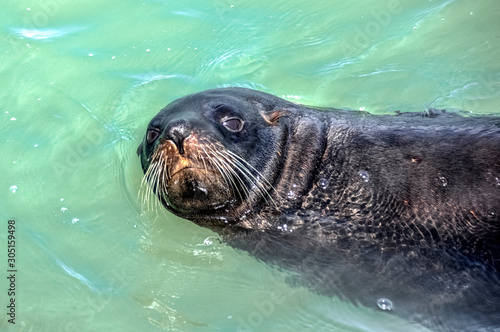 Fur Seal. Kaikoura. New Zealand