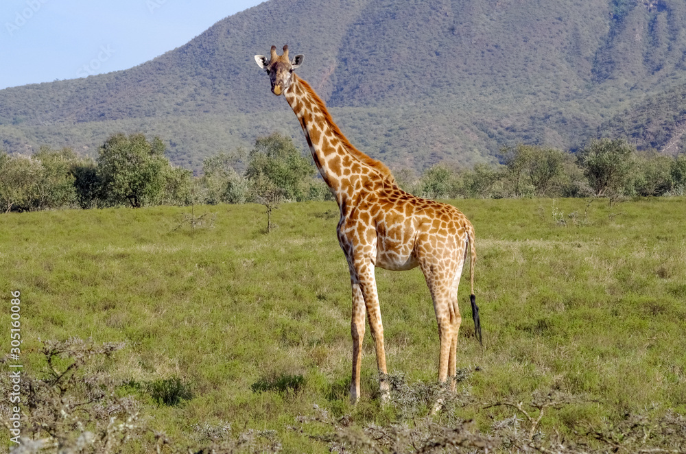 Obraz premium Amazing giraffe. Amboseli National Park.Kenya. Africa