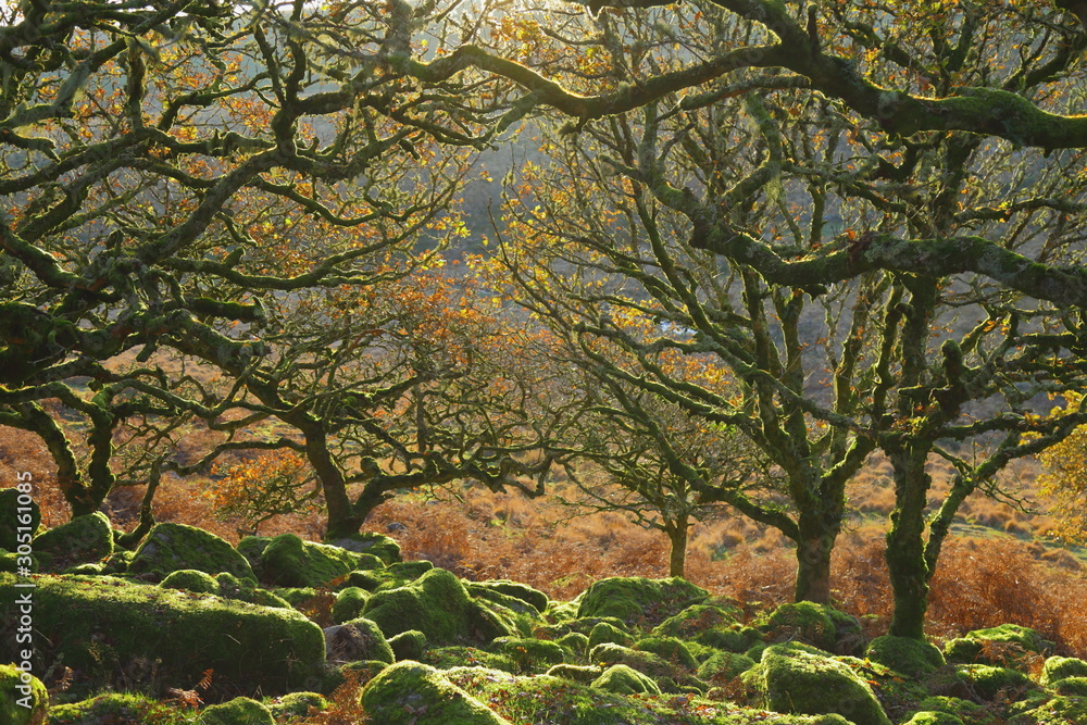 Ancient forest Wistman's Wood near Two Bridges in Dartmoor, Devon. Magical mysterious woodland with an eerie feel. Hundreds of years old twisted, moss-covered dwarf oak trees - obrazy, fototapety, plakaty 