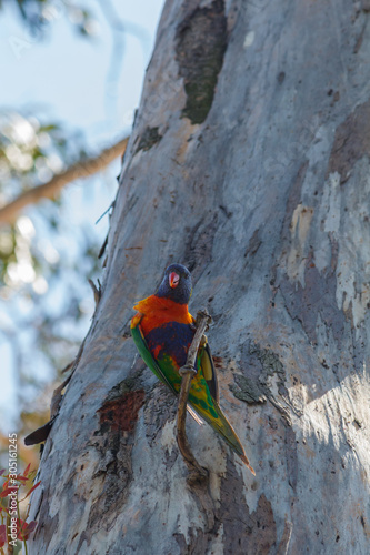 Colourful Rainbow Lorikeet perched in a tree