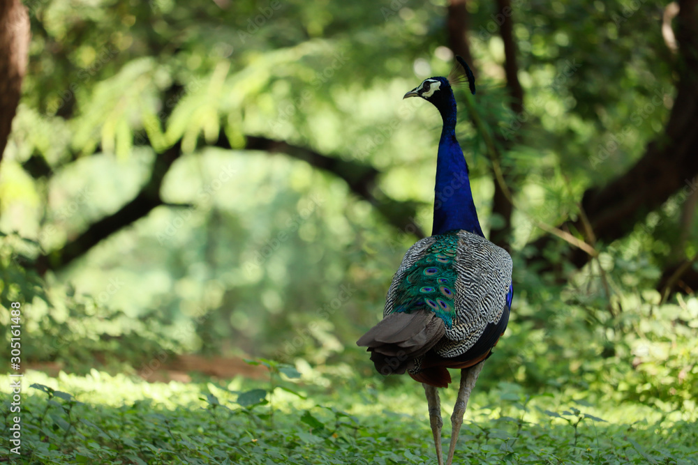 Obraz premium peacock in park