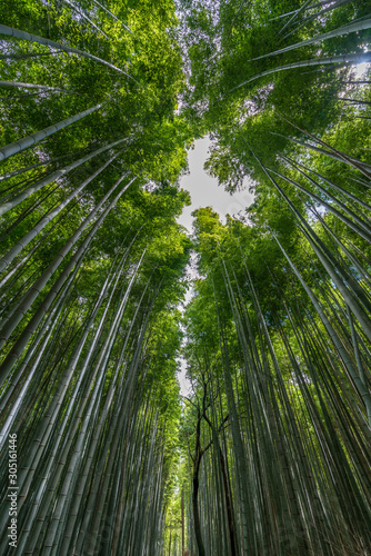 Beautiful famous landmark green bamboo rainforest Bamboo Grove or Sagano Bamboo Forest is a  natural forest of bamboo pathways in Arashiyama  Kyoto  Japan. idea for rest relax enjoy lifestyle
