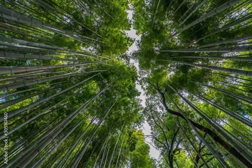 Beautiful famous landmark green bamboo rainforest Bamboo Grove or Sagano Bamboo Forest is a  natural forest of bamboo pathways in Arashiyama  Kyoto  Japan. idea for rest relax enjoy lifestyle