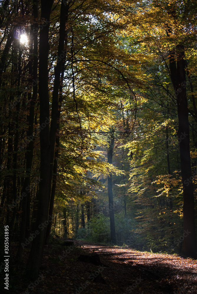 Fototapeta premium A forest road in the autumnal evening light.
