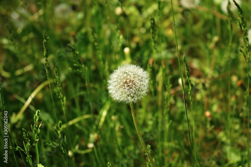 White delicate dandelion flower head after flowering on a green field in spring