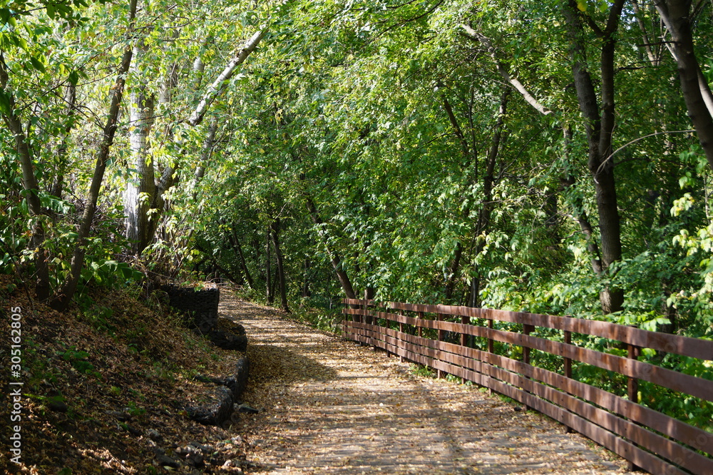 cozy path in the forest cozy path in the forest