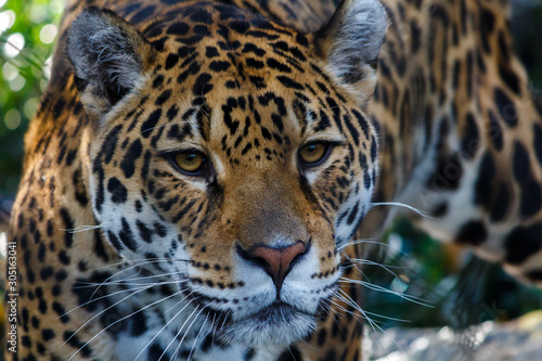 Close Up Head Shot of a Leopard