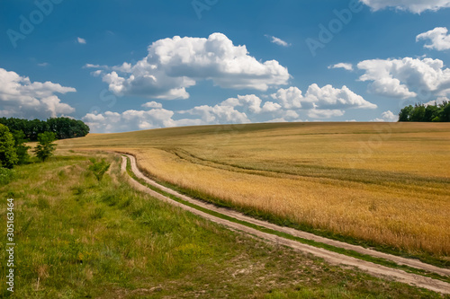 The road goes through a wheat field