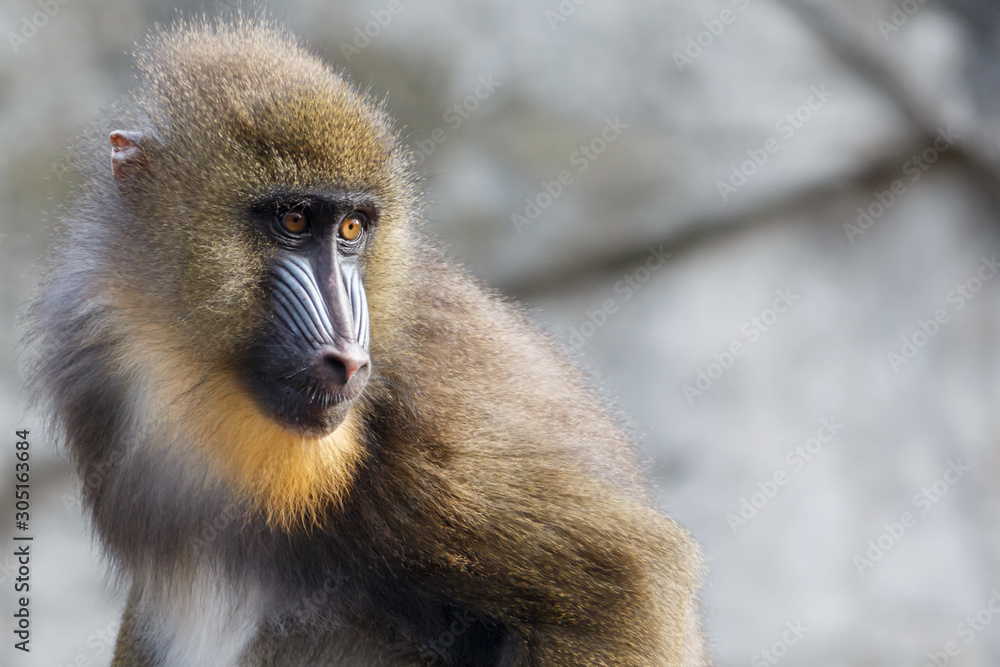 Obraz premium Mandril Monkey With Colourful Snout Staring Intently