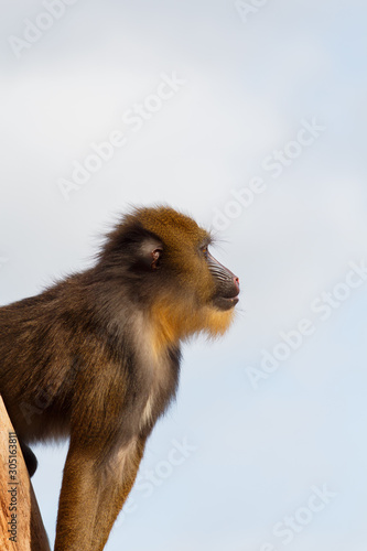 Side Profile of Mandril With Colourful Snout