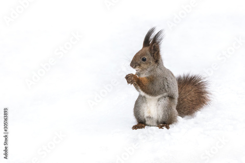 funny red squirrel standing with nut on white snow background