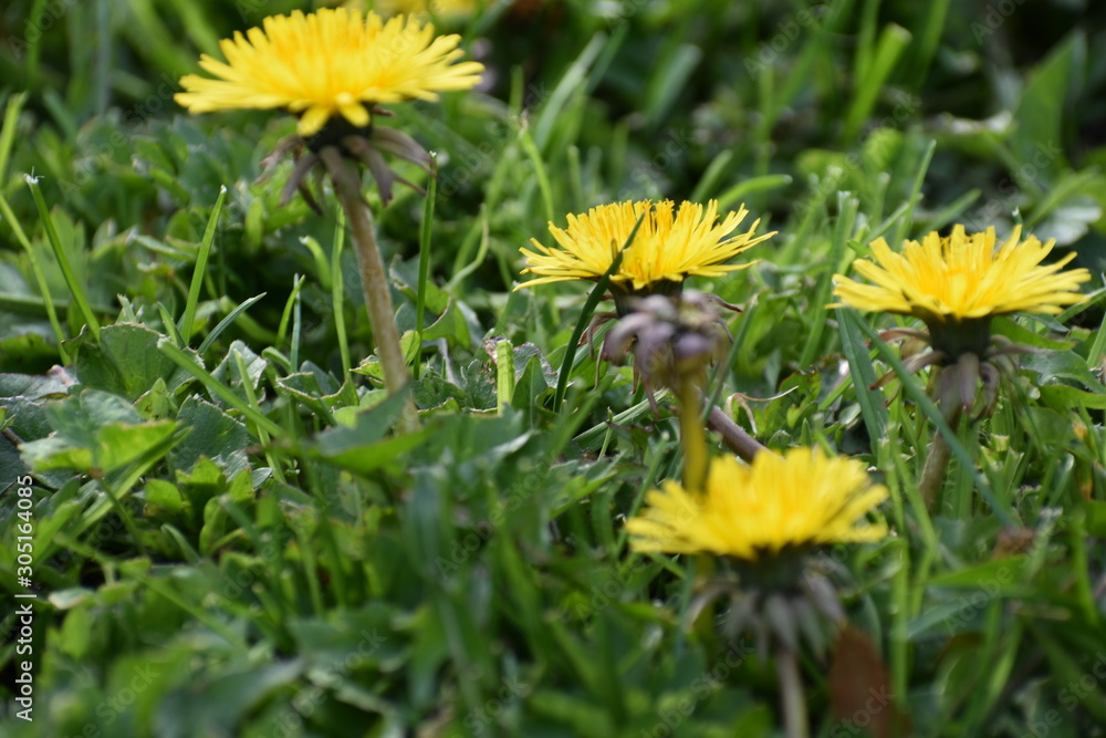 dandelion flowers dandelion flowers