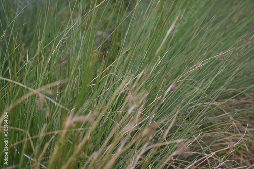 grass in the wind