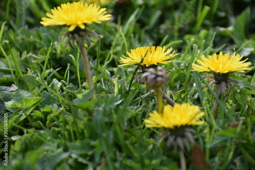 dandelion flowers