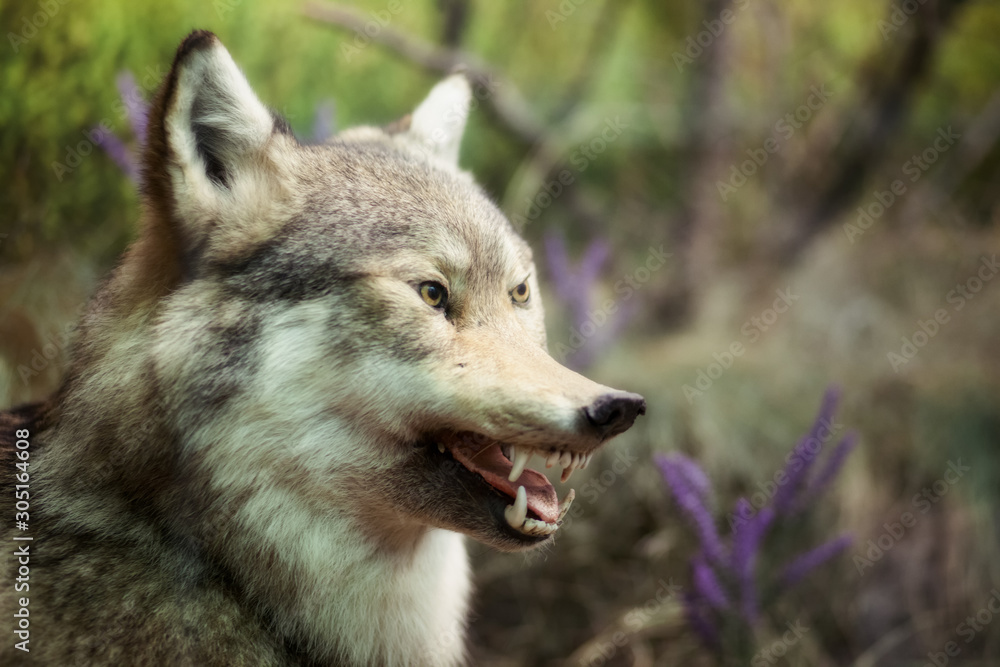 Stuffed wolf. The head of a wolf. Taxidermy. Making stuffed animals.