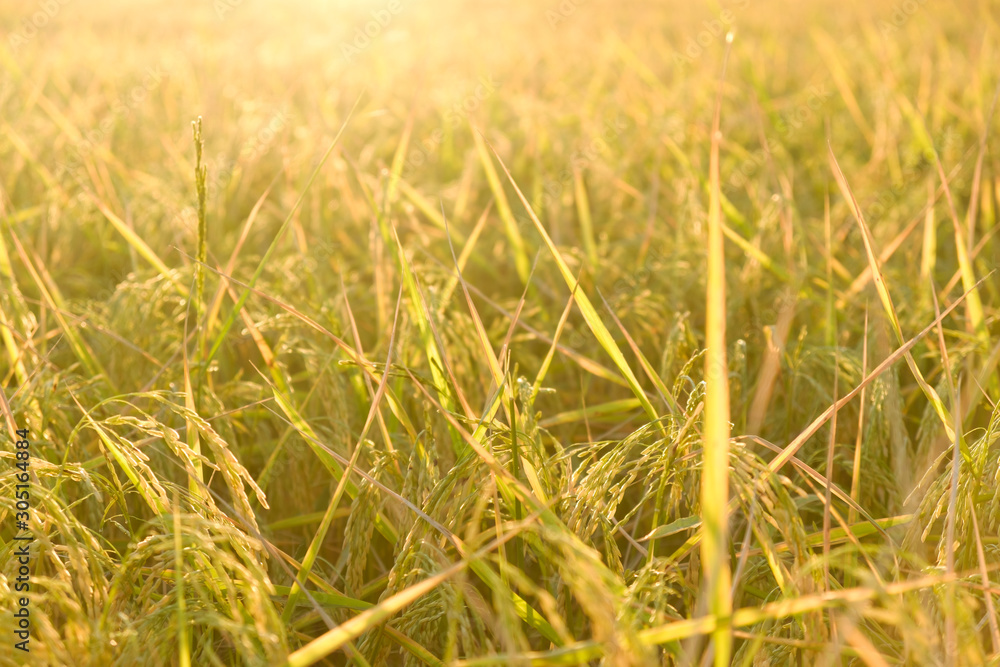 Fototapeta premium Close up ear of rice in field,golden color