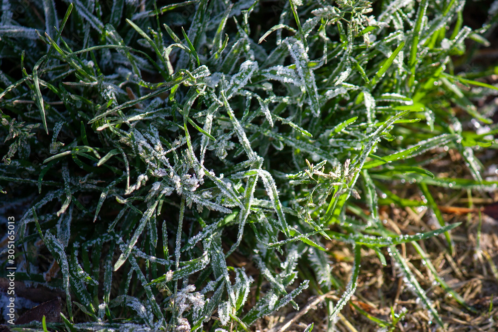 frozen leaves with grass in ice close-up. frosty background. frozen leaves with grass in ice close-up. frosty background.