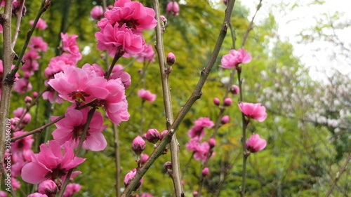 Beautiful pink plum flowers in bloom in Japan