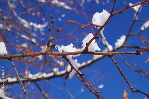 branch trees in winter © Виталий Пухов