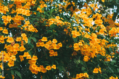 flowers in the garden at ayutthaya