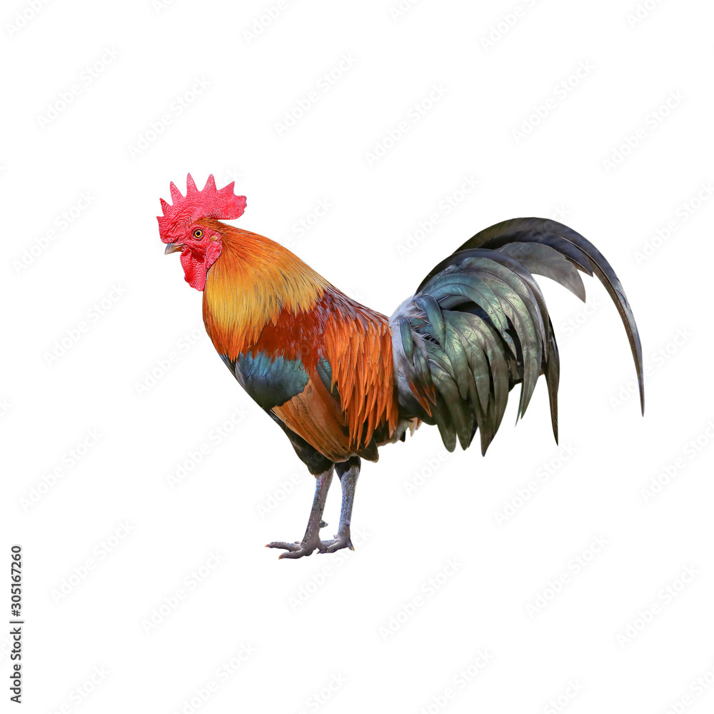 Rooster bantam or Hen,cock standing isolated on white background with clipping path