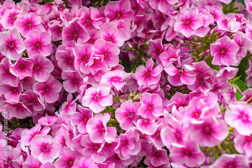 Floral background of pink blooming Phlox paniculata. Texture effect, selective focus. © Viktor Fedorenko
