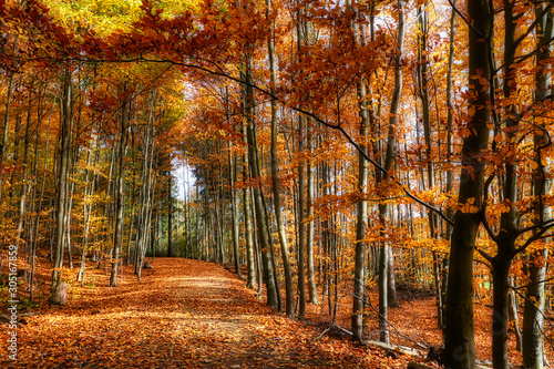 Autumn Forest