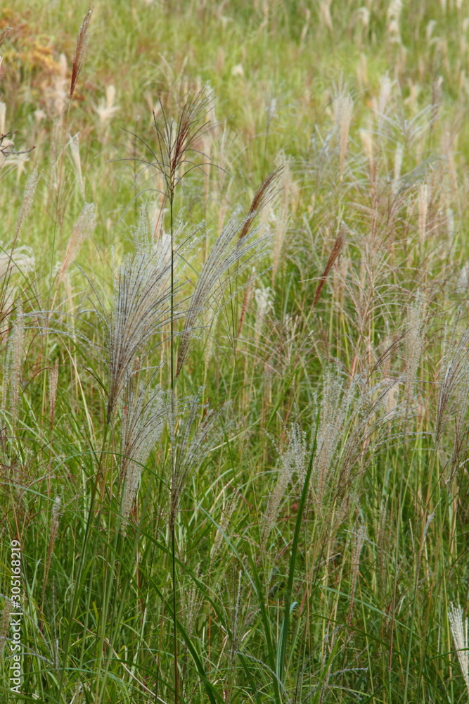 Fototapeta premium ススキ10