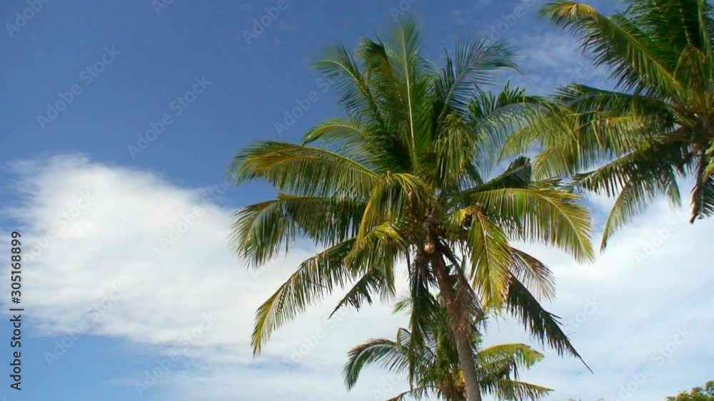Coconut palm trees under a clear deep blue sky in the Philippines Coconut palm trees under a clear deep blue sky in the Philippines