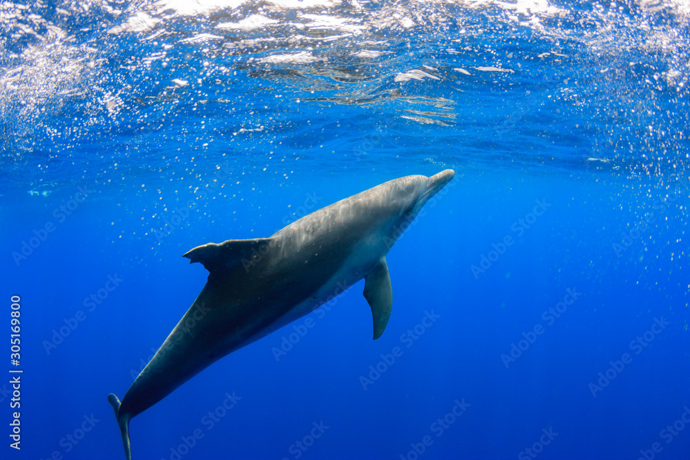 Naklejka premium 小笠原の海を泳ぐミナミハンドウイルカ