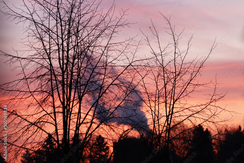 silhouette of a tree. Sunrise in the forest. Smoke from the chimney. Global warming concept