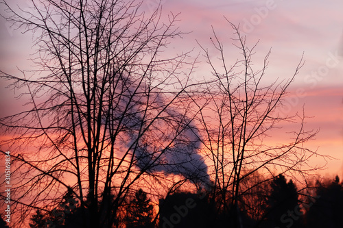 silhouette of a tree. Sunrise in the forest. Smoke from the chimney. Global warming concept