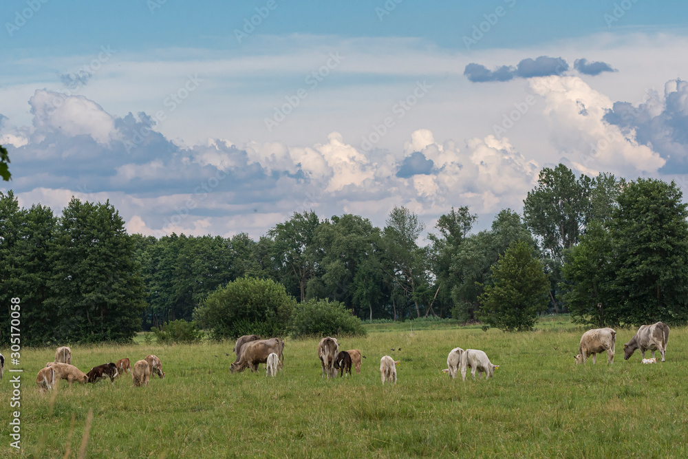 eine Kuhherde  kurz vor  einem Gewitter