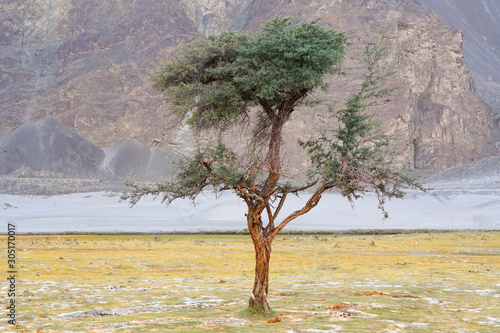 Nature Scene of Lonely Tree on the filed with white Sand dune and Gray mountain background at Hunder Sand dune Nubra Valley , Leh Ladakh , India photo