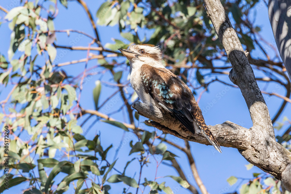 Laughing Kookaburra in a tree Laughing Kookaburra in a tree