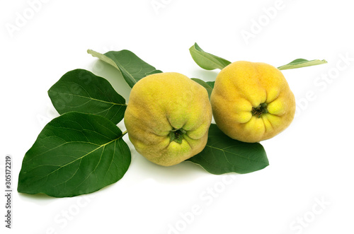 Wallpaper Mural quince isolated. Two quince fruits with leaves on a white background Torontodigital.ca
