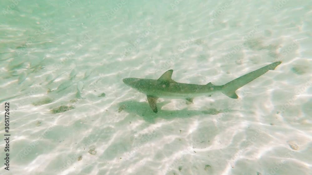 Baby sharks swimming footage. Swimming in circle underwater in
